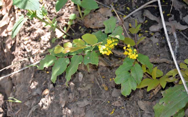 Berberis repens, Creeping Barberry, Southwest Desert Flora